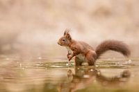 squirrel in the water