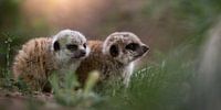 Erdmännchen