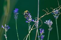 Eine Biene auf einem Lavendelstrauch