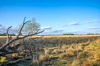 Unique moorland landscape with fallen dead tree National Park Dwingelderveld