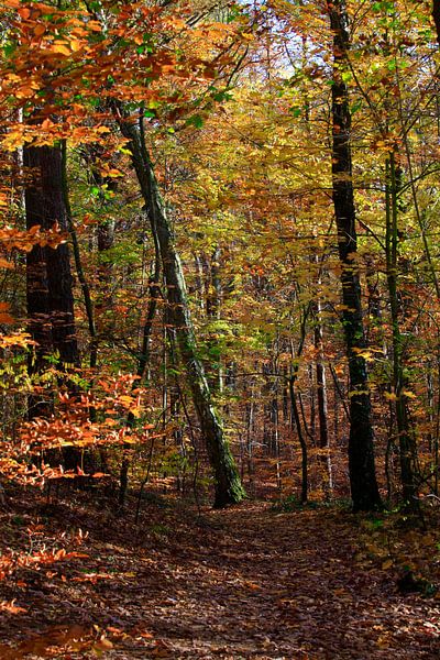 Hêtre par Thomas Jäger