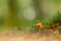 Landschaft mit Mini-Pilz