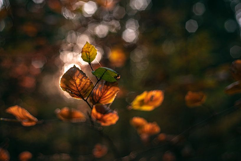 Herbstlaub im Sonnenlicht von Florian Kunde