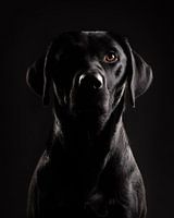 Fine-art portrait elegant Labrador Retriever