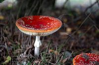 Die Farben des Herbstes in unterschiedlicher Pracht