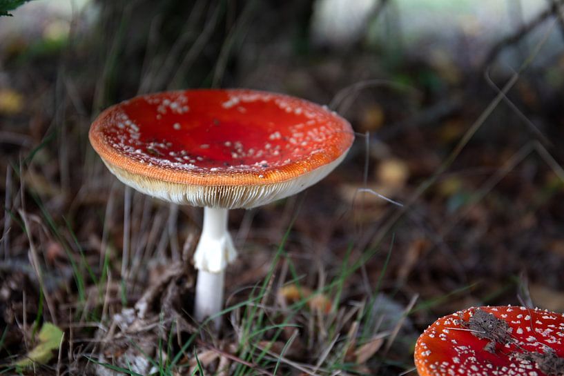 Les couleurs de l'automne dans toute leur splendeur par Bianca Meyering Fotos - BMF