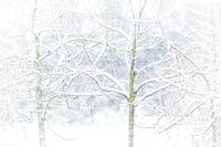 Hochwertiges Foto: , Obstbäume im Schnee