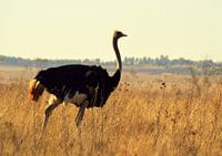 Struisvogel op de savanne in natuurgebeid Rietvlei, middenin Pretoria
