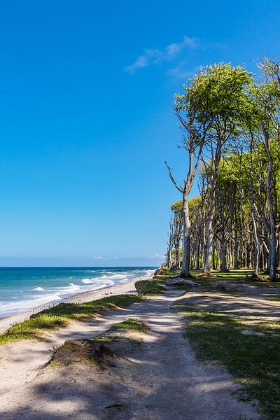 Coastal forest on the Baltic Sea coast by Rico Ködder