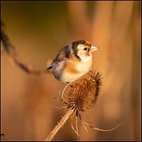 Stieglitz im warmen Morgenlicht
