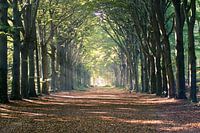 Sonnenstrahlallee der Bäume