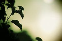 zon of maan met groene gloed