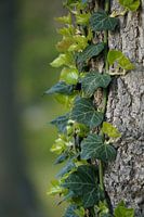 An den Bäumen entlang klettern