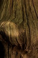 A natural Time Capsue shaped by time and wind and sand and...