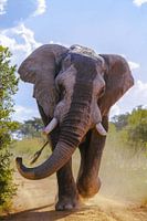 The art of black and white in nature