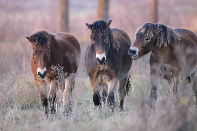 3 poneys Exmoor par Karin van Rooijen Fotografie