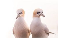 Bewachung von Basstölpeln