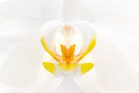 Orchid