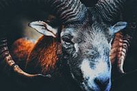 Mufflon im Vordergrund auf dunklem Hintergrund