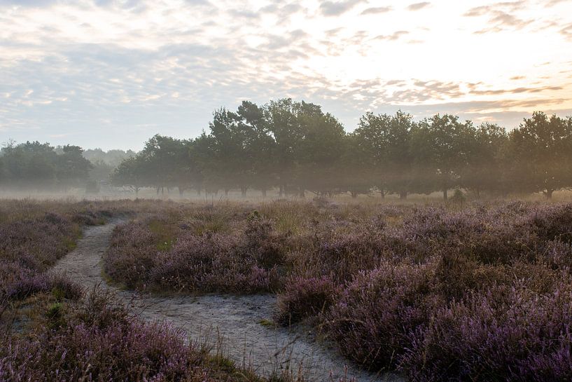 Heather landscape during a misty sunrise by Daphne Dorrestijn