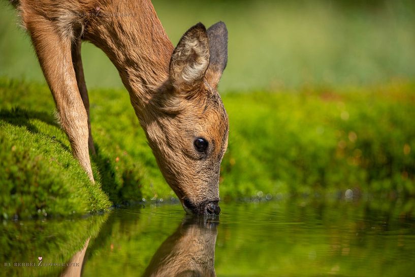 Ree ist sehr durstig und trinkt in aller Ruhe von RebbelZfotografie