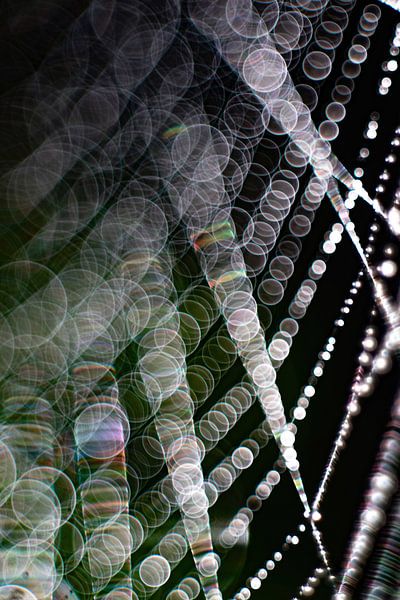 Spinnenkunst 6/7 von Anne Ponsen