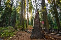 Sonnenaufgang im Yosemite