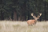 Wetterfahne auf der Veluwe - Rothirsch - Niederlande