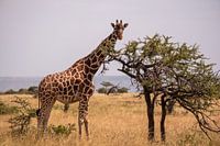 Giraffe in Kenya