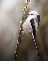 Une jolie mésange à face blanche dans une branche
