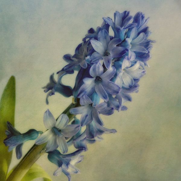 Hyazinthe von Claudia Moeckel