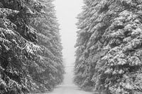 'WINTER', trees in the fog. Black-and-white photography.