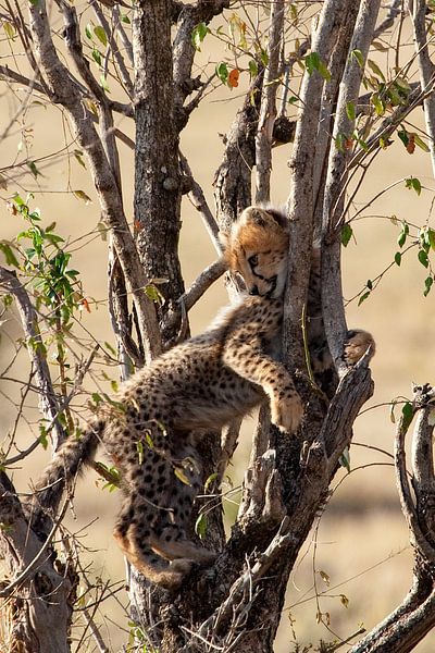 kletterndes Gepardenkind von Peter Michel