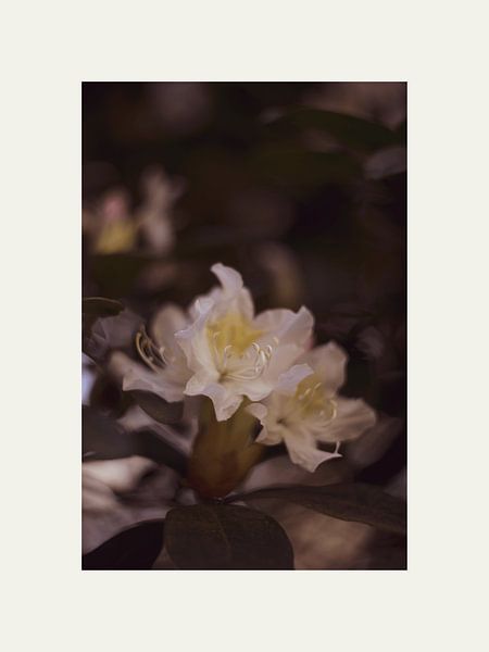 Beauté fleur vintage par @Unique