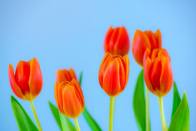 Bosje tulpen par Maerten Prins