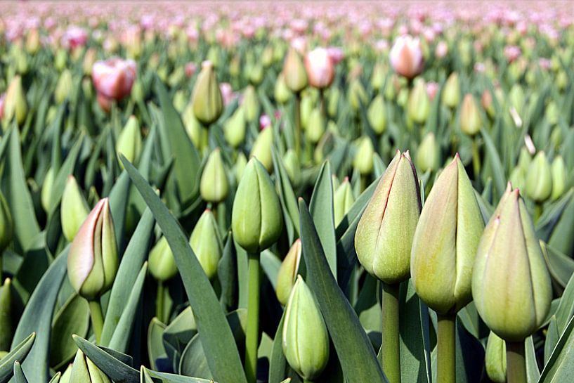 Tulpenzeit  von Remy De Milde