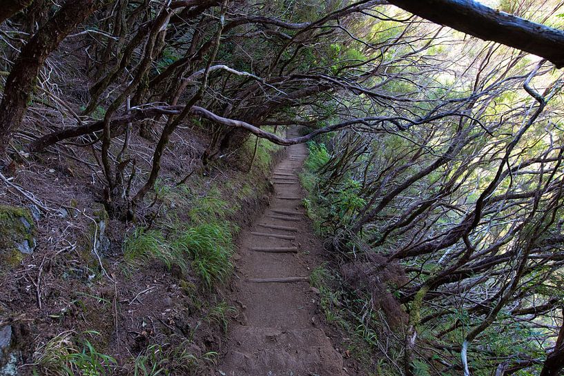 lavada-wanderweg in den bergen von madeira von Robinotof