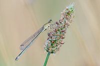 Kleinlibelle auf Wegerich