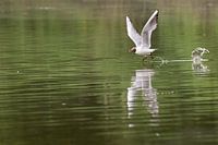 Auf dem Wasser gehen