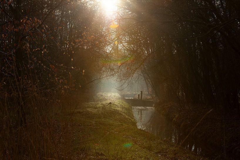Ruhig und aufregend: Mystische Waldlandschaft im Morgenlicht von Karin van Es