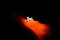 Indian Caloria nudibranch, Tulamben, Bali, Indonesië