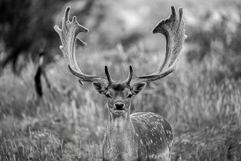 Dam deer (black and white) by Kevin Ike