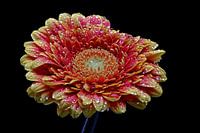 Eine wunderschöne Gerbera mit Tropfen bedeckt
