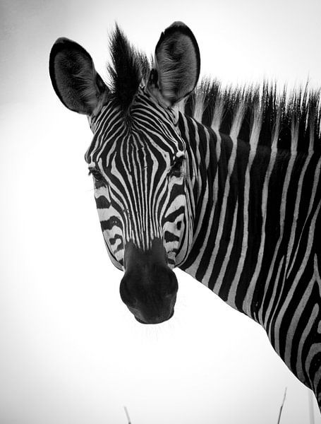 zebra by Ed Dorrestein