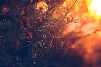 L'argousier dans la lumière du soir