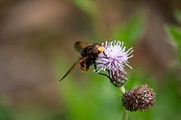 Wespe auf einer Distel
