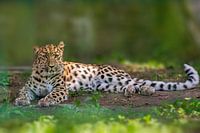 ein Leopard (Panthera pardus) liegt im Dschungel und entspannt sich