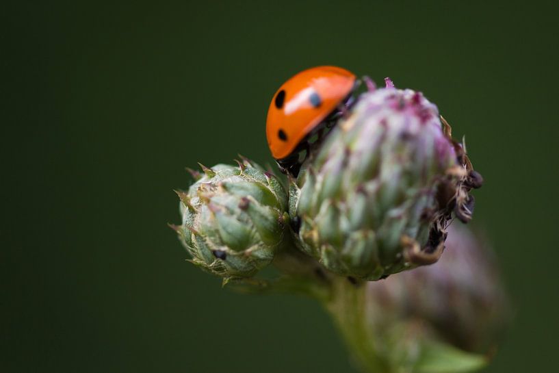 Lieveheersbeestje von Richard Lentjes