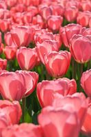 Field with pink tulips in the sun