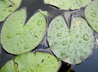 Waterlelieblad met waterdruppels